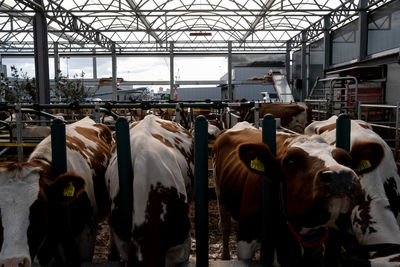 Cows standing in shed