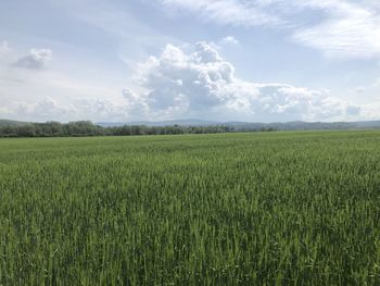 Scenic view of agricultural field against sky
