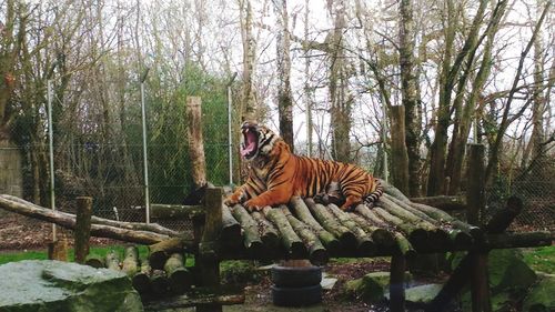 Tiger by trees in forest against sky