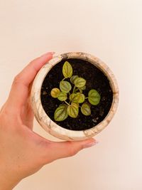 Midsection of woman holding leaves against white background