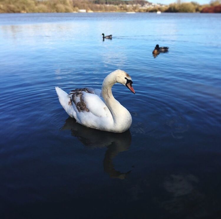 water, animal themes, bird, animals in the wild, nature, swimming, animal wildlife, lake, waterfront, day, outdoors, no people, beauty in nature, swan