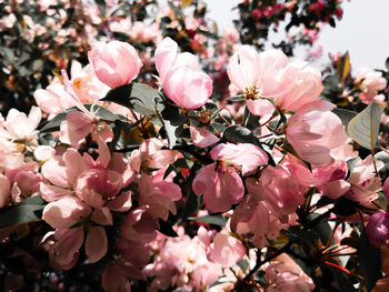 Close-up of pink cherry blossoms