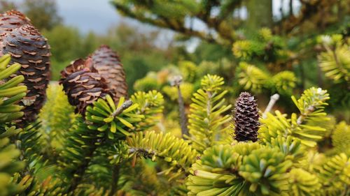 Close-up of pine cone on tree