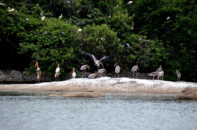 Birds in ranganathittu bird sanctuary