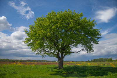 Tree on field against sky