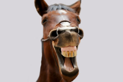 Close-up of a horse against white background