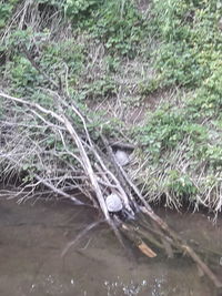 Blurred motion of water flowing through tree