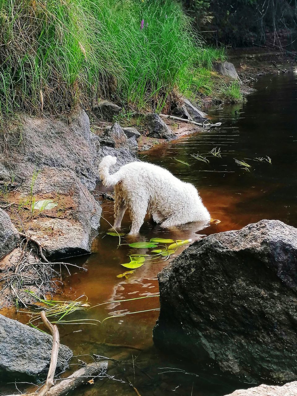 DOG DRINKING WATER FROM ROCKS