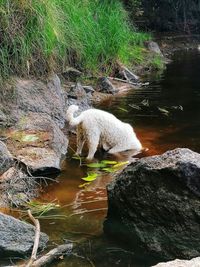 View of dog drinking water from rocks