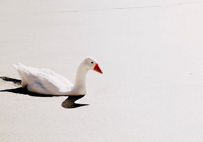 High angle view of a bird