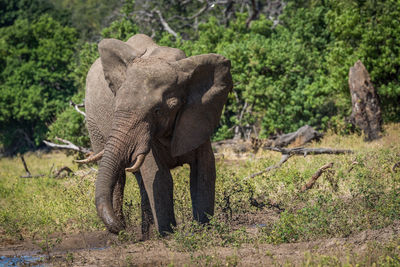 Elephant standing on field during sunny day