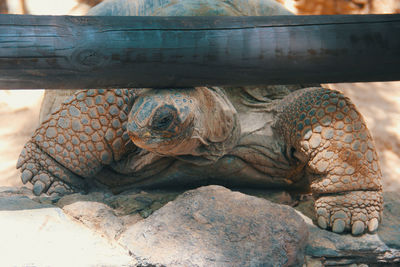 Close-up of turtle in zoo