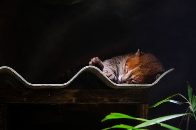 Cat sleeping