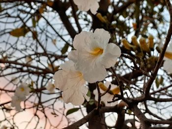 Close-up of white cherry blossoms in spring