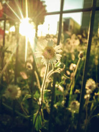 Close-up of flowers blooming outdoors