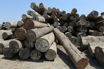 Stack of logs in forest