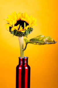 Close-up of yellow flower in vase against orange wall