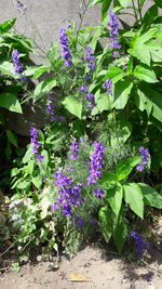 Close-up of purple flowers