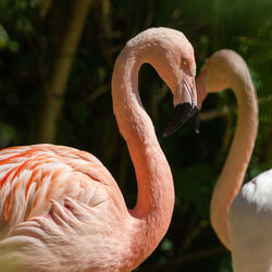 Close-up of a bird