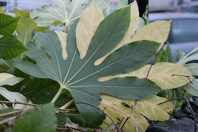 Close-up of leaves