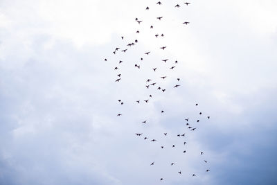 Low angle view of birds flying against sky