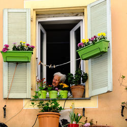 Potted plants on window of building