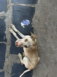 pet