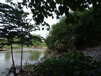 Scenic view of lake against trees in forest