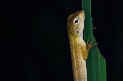 Close-up of lizard