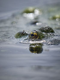 Close-up of frog in lake