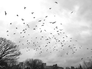 Low angle view of birds flying against sky