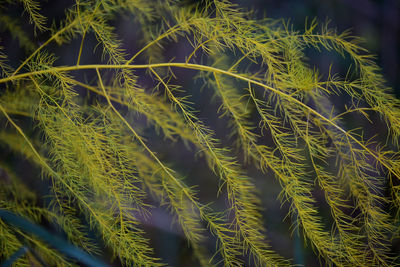 Full frame shot of plants