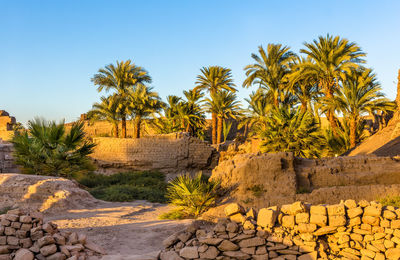 Scenic view of palm trees against clear sky