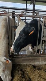 Cows in a shed