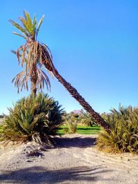 Palm trees on field against clear sky