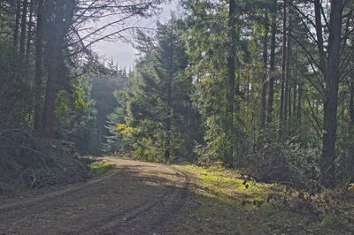 Road amidst trees in forest