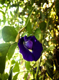 Close-up of purple flower on plant