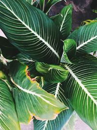 High angle view of green leaves on tree