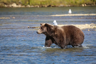 Alaskan brown bear walking through the riverbed, moraine creek, katmai national park