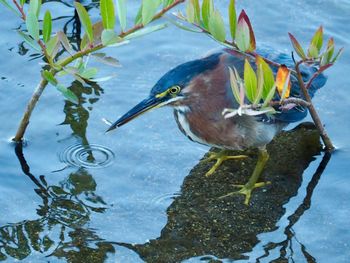 Bird perching on a lake