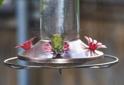 Close-up of a bird on a feeder