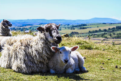 Portrait of sheep on field