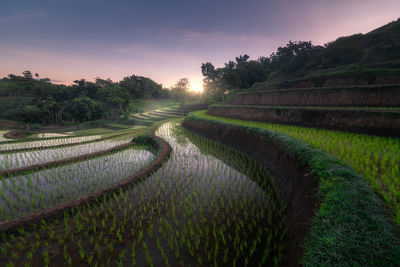 Scenic view of agricultural field against sky during sunset