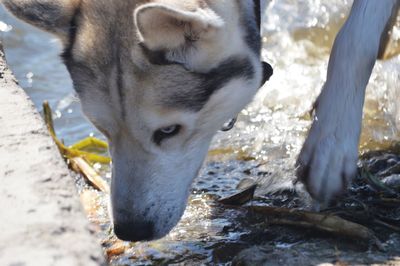 Close-up of a dog