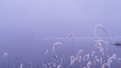 Close-up of plants against sky during winter