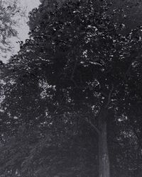 Low angle view of tree trunk in forest