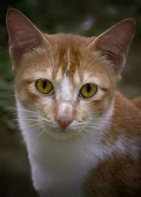 Close-up portrait of a cat