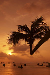 Silhouette palm tree at sunset