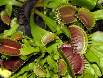 Close-up of venus flytrap growing outdoors
