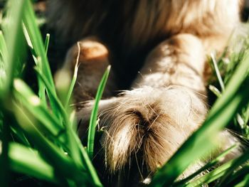 Close-up of grass